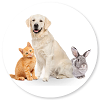 Pet & Animal